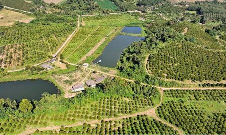 ขายที่ดิน - ขายสวนส้ม 500 ไร่กว่า ต.แม่สาว อ.แม่อาย จ.เชียงใหม่