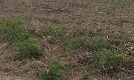 ขายที่ดิน - ขายที่ดิน นส3 ก.17 ไร่ 3 งาน ที่ดินแนวราบ มองวิวเขาใก้ล อากาศดี