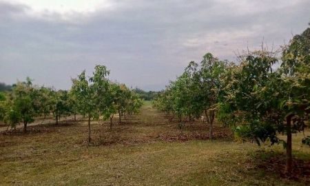 ขายที่ดิน - ขายที่ดิน สวนมะม่วง ลำพูน เนื้อที่ 16-0-34 ไร่ ต.เหล่ายาว อ.บ้านโฮ่ง จ.ลำพูน