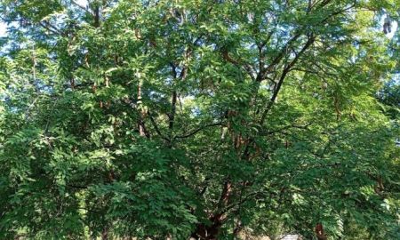 ขายที่ดิน - ขายที่ดินเพชรบูรณ์ หล่มเก่า 17 ไร่ 3 งาน 90 ตรว. ราคา 5 ลบ.