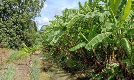 ขายที่ดิน - ขายที่ดินสวนผสม 1 ไร่ รังสิต-คลอง 9 ถมแล้ว มีคลองขุด ผลไม้ดกพร้อมเก็บกิน ราคา 1.5 ล้าน