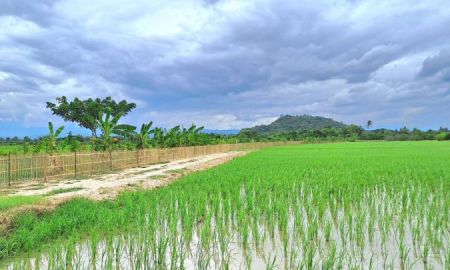 ขายที่ดิน - ขายสวนผสมโซนปิงโค้ง ตรงข้ามวัดพระธาตุดอยน้อย วิวทุ่งนาวิวภูเขา เหมาะทำบ้านสวนริมนา ลานแคมป์ปิ้ง
