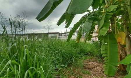 ขายที่ดิน - ขายที่ดิน 84 ตารางวา ซอยลาดพร้าว 65 แขวงสะพานสอง เขตวังทองหลาง