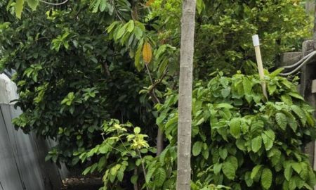 ขายบ้าน - ขายที่ดิน 1 ไร่ ซอยสุขุมวิท64 พร้อมบ้าน ติถนนสองด้าน ใก้ลBTSปุณณวิถี ต่อรองได้