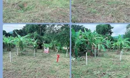 ขายที่ดิน - ขายที่ดิน จ.เลย 8-2-29 ไร่ ติดถนนหลัก เส้น 201 เลย-เชียงคาน ต.ศรีสองรักษ์ อ.เมือง จ.เลย