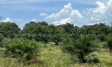 ขายที่ดิน - ขสยที่ดินโฉนด 29 ไร่ 2 งานดู ทําเลดี ใก้ลเมือง เหมาะโครงการทําอสังหา