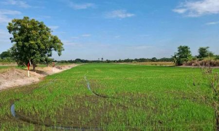 ขายที่ดิน - ขายที่ดิน201ตารางวา ต.คลองโยง อ.นครชัยศรี จ.นครปฐม