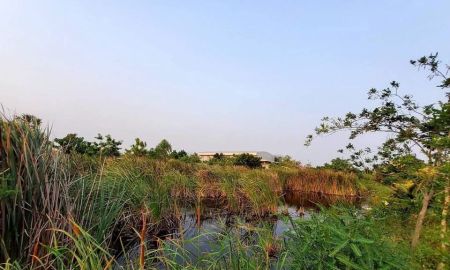 ขายที่ดิน - ขายด่วนที่ดิน 300 ตารางวาเหมาะสร้างบ้านสวนถนนเลียบคลองโยง คลองโยง นครปฐม