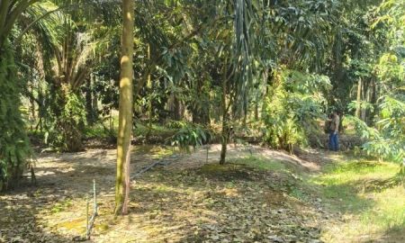 ขายที่ดิน - ที่ดินนส.3 ก ครุฑเขียว เนื้อที่ 6 ไร่ 303 ตร.ว.