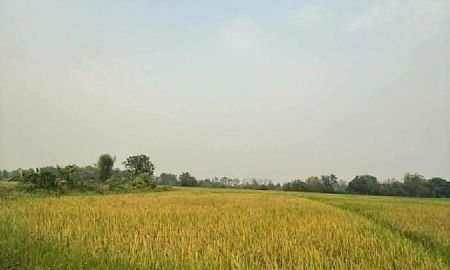 ขายที่ดิน - ขายที่นาแปลงใหญ่ โฉนด แปลงสวยมาก ดอยสะเก็ด