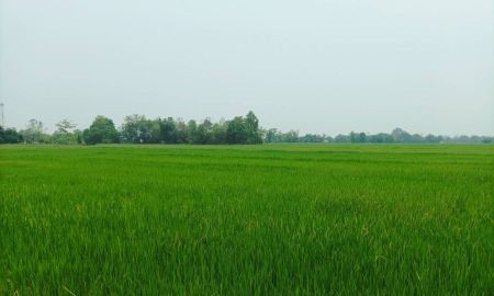 ขายที่ดิน - ขายที่ดิน ราคา8,000บาท/ตร.ว. ต.สง่าบ้าน อ.ดอยสะเก็ด จ.เชียงใหม่