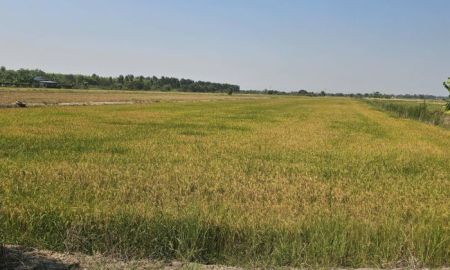 ขายที่ดิน - ขายที่ดินนนทบุรี อำเภอไทรน้อย ติดถนนบ้านกล้วย-ไทรน้อย