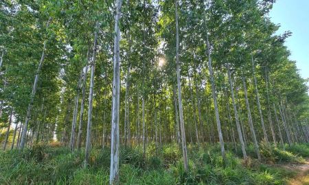 ขายที่ดิน - ขายที่ดินราคาถูก 165 ไร่ ต.บ้านซ่อง อ.พนมสารคาม จ.ฉะเชิงเทรา ใกล้วัดหัวกระสังข์ และโรงพยาบาลพนามสารคาม