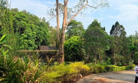 ขายที่ดิน - ขายที่ดินตำบลบ้านปงหางดงวิวดอยโฉนดพร้อมโอน