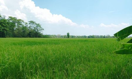 ขายที่ดิน - ขายที่ดิน 12ไร่ ต.สง่าบ้าน อ.ดอยสะเก็ด เชียงใหม่