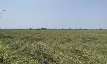 ขายที่ดิน - ขายที่ดินนา เพชรบูรณ์ อำเภอหนองไผ่ ผู้เช่าพร้อม ทำเลน่าลงทุน