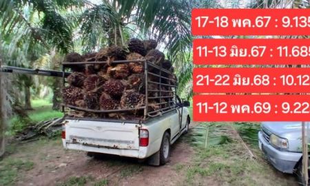 ขายที่ดิน - ขายสวนปาล์มน้ำมันและยางพารา ติดคลอง ติดลำห้วย โฉนด 25 ไร่ ใกล้หาดทุ่งวัวแล่นเพียง 5 นาที ต.สะพลี ปะทิว ชุมพร