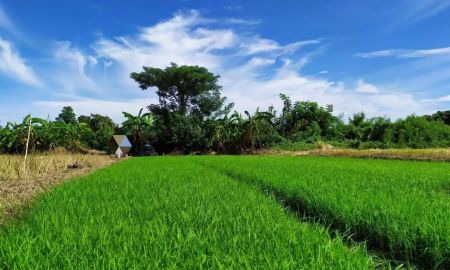 ขายที่ดิน - ขายที่นาดินดีน้ำดี ทำนาได้ปีละสองรอบ ใกล้โรงสีข้าวลานรับซื้อข้าวเปลือก
