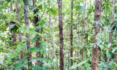 ขายที่ดิน - ที่ดินพร้อมสวนสัก ติดถนนคอนกรีตสาธารณะ ใกล้ชุมชน อ.ท่าวังผา น่าน