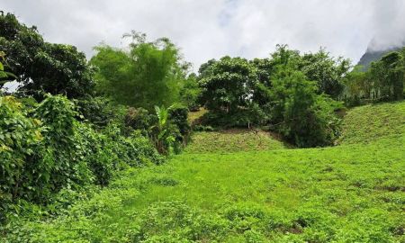 ขายที่ดิน - ขายที่ดินบ้านถ้ำเชียงดาววิวดอยหลวงโฉนดพร้อมโอน