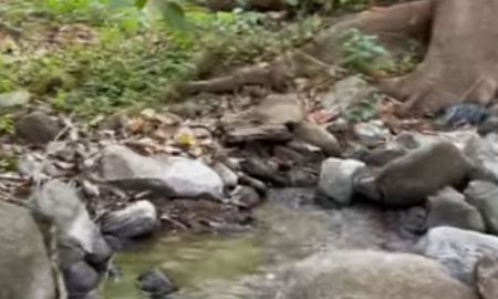 ขายที่ดิน - ขายที่ดินบ้านปงหางดงติดลำธารน้ำไหลผ่านพร้อมโอน