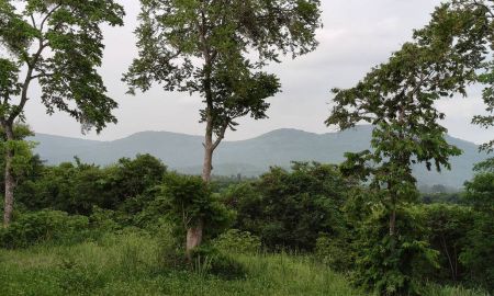 ขายที่ดิน - ขายที่วังไทร เขาใหญ่ ที่บนเนิน 3.5ไร่ ใกล้ My ozone Movenpick khaoyai ถนนกว้างไฟฟ้าผ่านหน้าที่ วิวเขาสวยมาก หลังพิงเขา แถมที่ครอบครอง12ไร่ ปากช่อง