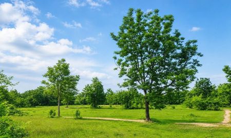 ขายที่ดิน - ขายที่ดินเขตอุตสาหกรรม ตำบลหนองชุมพล อำเภอเขาย้อย เพชรบุรี สีม่วงเข้ม BOI