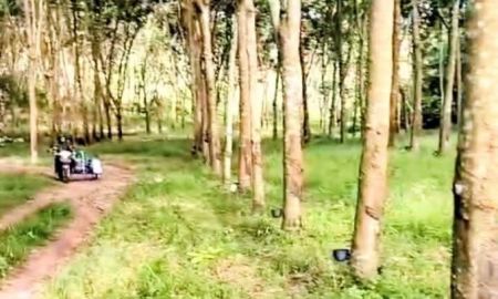 ขายที่ดิน - สวนยางพารา เมืองน่าน พร้อมกรีดได้เลย อ.เมืองน่าน