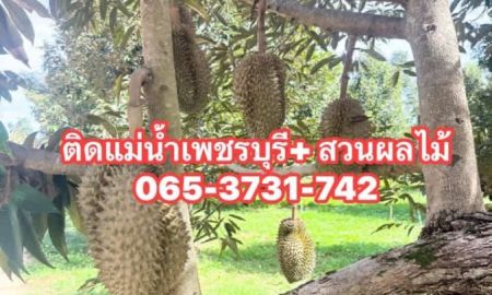 ขายที่ดิน - ที่ดินสวนทุเรียน แก่งกระจาน ติดริมแม่น้ำเพชรบุรี มรดกโลก