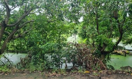 ขายที่ดิน - ขายที่ดินไทรน้อย หนองเพรางาย นนทบุรี 500 ตร.ว.หรือ 1 ไร่ 1 งาน