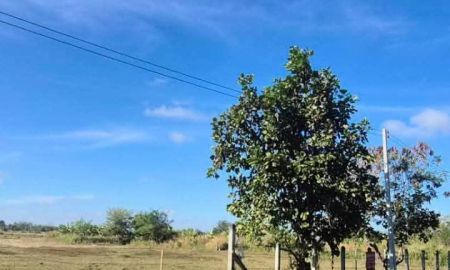 ขายที่ดิน - ที่นาทำเลดี ติดถนนลาดยาง กลางชุมชน อยู่อาศัยได้ นางรอง บุรีรัมย์