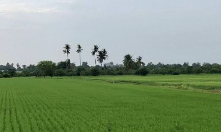 ขายที่ดิน - ขายที่ดินเหมาะทำนาทำไร่ ใกล้สวนพืชไร้ดิน ศรีประจันต์ สุพรรณบุรี