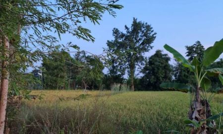 ขายที่ดิน - ขายที่ดินจังหวัดหนองบัวลำภู ใกล้ศูนย์ราชการจังหวัด