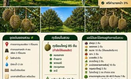 ขายที่ดิน - ขายสวนทุเรียน 5 ไร่ (โฉนด) พร้อมเก็บเกี่ยวผลผลิต บ้านค่าย ระยอง