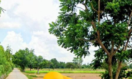 ขายที่ดิน - ที่นาทำเลดี ติดถนนคอนกรีต มีไฟฟ้า อ.พลับพลาชัย บุรีรัมย์