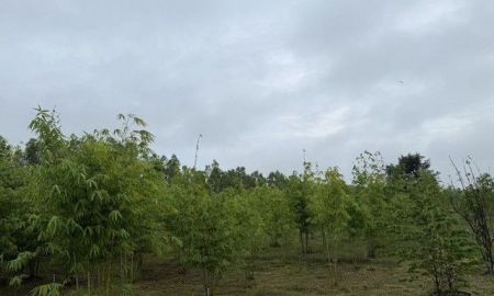 ขายที่ดิน - ขายที่ดินทำเลดี แปลงสวย ติดถนน 3 ด้าน พร้อมสวนไผ่ และ สวนป่า สุพรรณบุรี