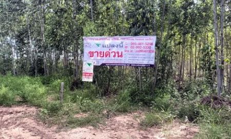 ขายที่ดิน - ที่ดินพร้อมสวนป่ายูคาลิปตัส 20-0-18 ไร่ (2แปลงติดกัน) สันป่าตอง นาเชือก มหาสารคาม