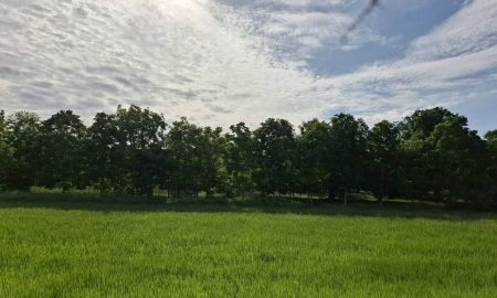 ขายที่ดิน - ขายที่นา 10 ไร่ บ้านกร่าง ศรีประจันต์ สุพรรณบุรี