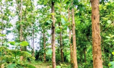 ขายที่ดิน - ที่ดินพร้อมสวนสักแปลงสวย อ.ท่าปลา อุตรดิตถ์