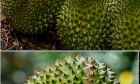 ขาย-ให้เช่าที่ดิน - ขายหรือให้เช่าถูกมาก!! ที่ดิน 21-2-10 ไร่ วิวเขาสวย ติดถนน พร้อมสวนทุเรียน ลำไย อ.สอยดาว จ.จันทบุรี