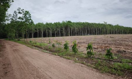 ขายที่ดิน - ขายที่สวนยางติดลำห้วยแปลงสวย 39 ไร่ ใกล้สี่แยกชุมแสง และถนนสาย 344 อ.วังจันทร์ จ.ระยอง