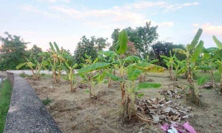 ขายที่ดิน - ขายที่ดินสารภีติดถนนคอนกรีตล้อมรั้วเรียบร้อยพร้อมโอน