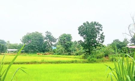ขายที่ดิน - ที่นามีโฉนด ในชุมชน ติดถนนคอนกรีต มีไฟฟ้า อ.ชำนิ บุรีรัมย์