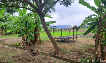 ขายที่ดิน - ขายด่วนร้อนเงิน ที่นาติดทางหลวงชนบท บ้านป่ารกฟ้า ต.น้ำดิบ อ.ป่าซาง จ.ลำพูน