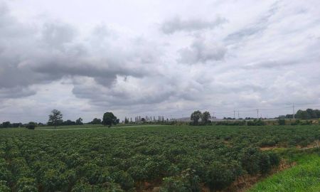 ขายที่ดิน - ขาย ที่ดินเปล่า 19 ไร่ ต.โป่งแดง อ.ขามทะเลสอ จ.นครราชสีมา