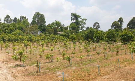 ขายที่ดิน - ขายที่ดินไม้เค็ดพร้อมบ้านสวนเนื้อที่ 11 ไร่ ใกล้ถนนสุวรรณศร3649(วงเวียนนเรศวร)-1.3กม. เมืองปราจีนบุรี