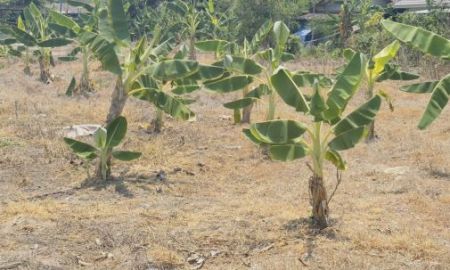 ขายที่ดิน - ขายที่ดิน สวยๆ 563 ตารางวา เชียงใหม่Beautiful land for sale in Chiang Mai