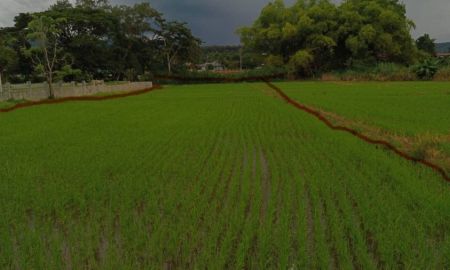 ขายที่ดิน - ขาย ที่นาบ้านกาดฮาว อ.แม่ริม เชียงใหม่ จำนวน 1 ไร่