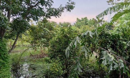 ขายที่ดิน - ขายที่ดินขนาด 242.1 ตรว. ตรงข้าม อบต.บางขนุนเดิม ใกล้วัดแก้วฟ้า