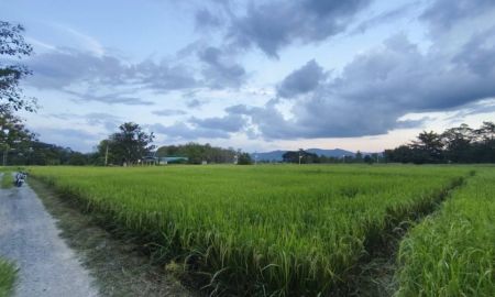 ขายที่ดิน - ที่นา 1-2-64 ไร่ (สันกำแพง ใกล้ถนนตัดใหม่ จาก ม.พายัพ 150 เมตร)
